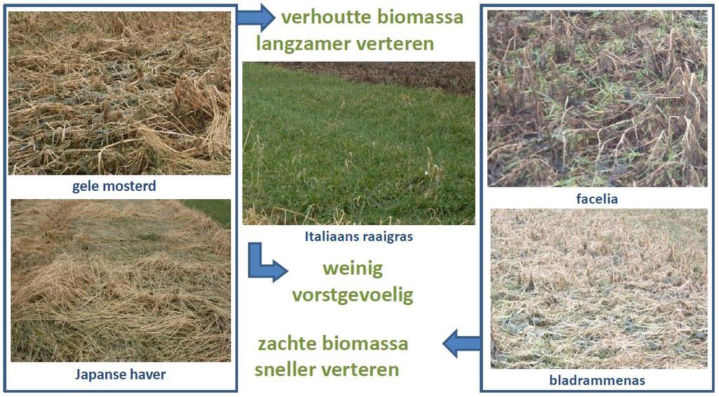 Vanggewas wordt groenbemester! Hoe vrijgestelde N benutten?