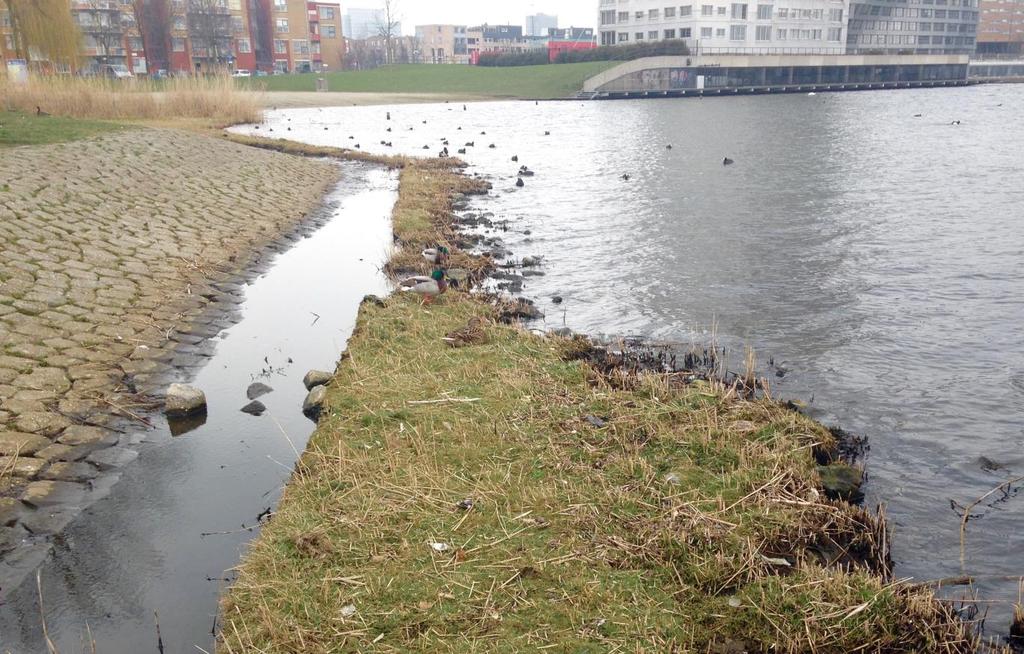 Tussen de stortsteen groeit in een breedte van 1 a 2 meter