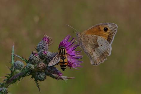 Werkgroep Natuur in de Stad Venlo Vrijdag 5 april en Zaterdag 6 april aanplanten van perk Oproep aan alle lezers!