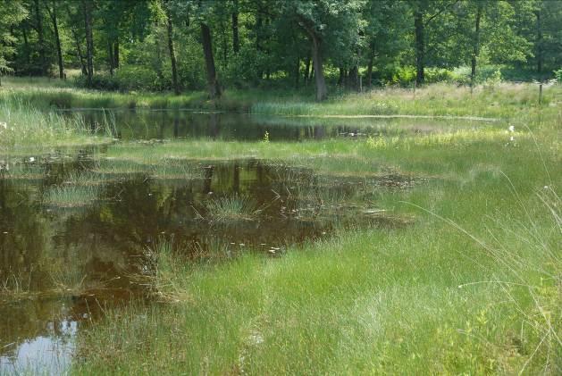 Libellenlezing van het Vreewater en Ravenvennen De Ravenvennen, een gevarieerd natuurgebied met tientallen vennen, ligt ten zuidoosten van het dorp Lomm aan de oostzijde van de Maas.