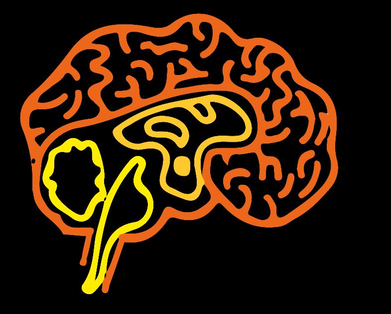 SENSORIAL OVERLOAD NEOCORTEX Rational or Thinking Brain LIMBIC BRAINS