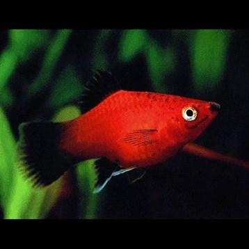 a.v. De Glasbaars Vissen De Platy (Xiphophorus maculatus), ook wel plaatje genoemd, is een populaire tropische vissensoort.