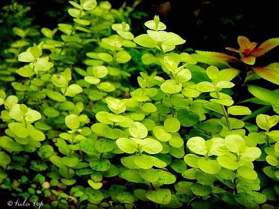 Het is een makkelijke plant om te houden die zich goed kan aanpassen. Zeker als de plant voldoende licht krijgt. Men vindt de plant vaak mooi omdat de stengels en de bladeren goud/geel van kleur zijn.