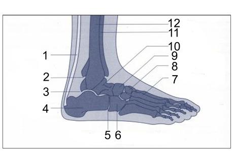 Anatomie van de voet en enkel De voet van het menselijk lichaam bestaat uit een complexe structuur met een belangrijke functie.