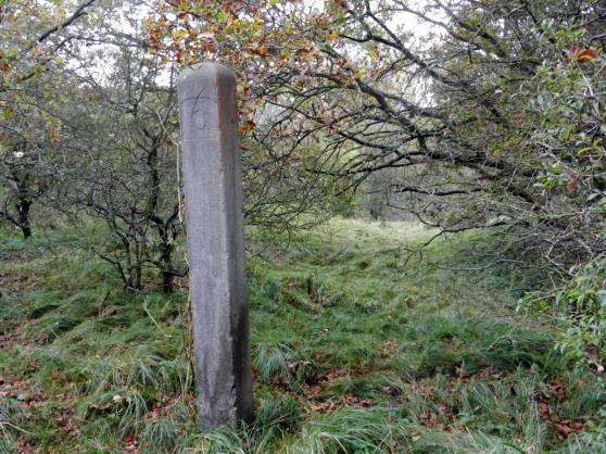 met dezelfde nummering); circa 120 cm. Vlakke kop. Foto: Rien de Visser.