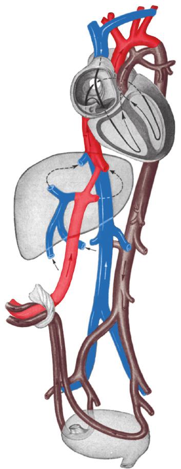 [3] Fossa ovalis =Botalli Ligamentum arteriosum A Afb. 5.