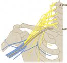 Perifeer zenuwstelsel 1.11a,b Perifeer zenuwstelsel, spinale zenuwen en plexusvorming.