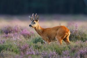 Door ontbossing en overbeweiding is het Leersumse Veld in de loop van de eeuwen veranderd in een stuifzand- en heidegebied, dat op natte plaatsen ging vervenen.