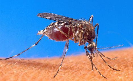 Onderzoeken: muggen - Inventarisatie en