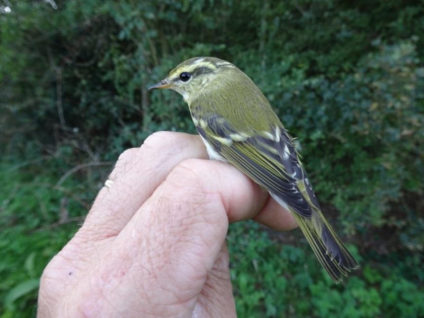 toch nog even Leemans in anderhalf uur 31 vogels; 1 Heggenmus, 4 Pimpelmezen, 23 Koolmezen (!), 2 Boomkruipers en 1 Vink.