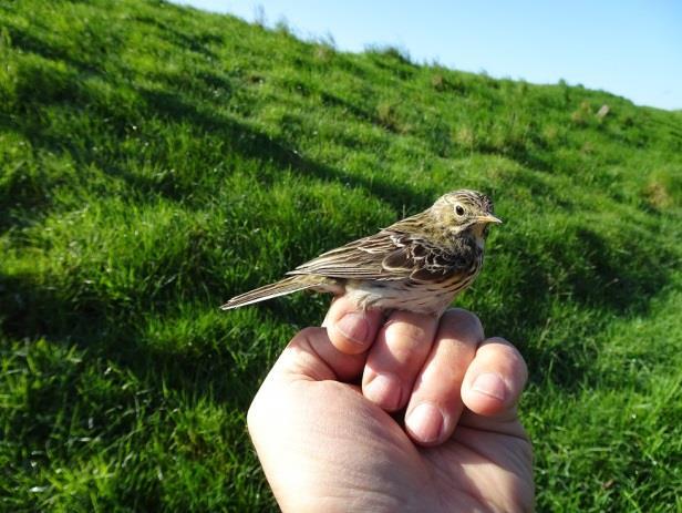 Vink V 936129, geringd 30 december 2017 als vrouw 1 kj, Leemans Gevonden: 26 december 2018, vers dood tegen glas, Schiermonnikoog, 97 km Appelvink H 377742, geringd 5 maart 2018 als man 2 kj, Leemans