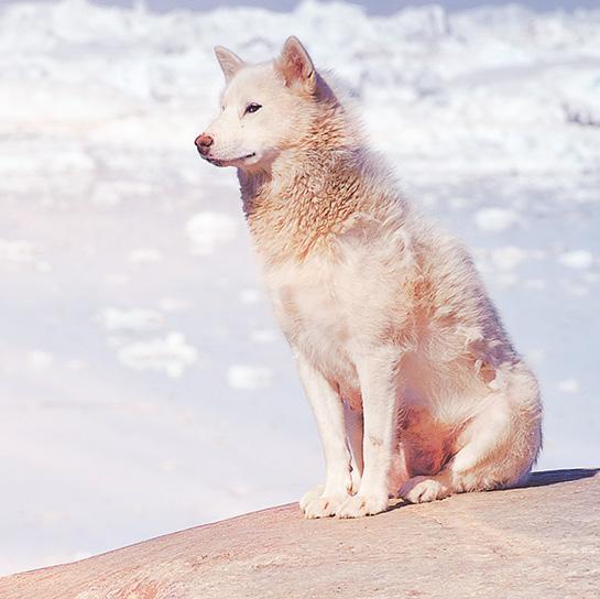 ILULISSAT GROENLAND KANGERLUSSUAQ Noordpoolcirkel NUUK IJSLAND REYKJAVIK NARSAQ De TROEVEN van deze cruise Natuur: vier uitzonderlijke aanleghavens in Groenland met bezoek aan ondermeer de Disko Baai