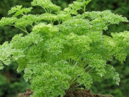 Peterselie Peterselie is een kruidachtige plant die in de winter in leven blijft, maar de plant kan maar twee jaar leven. De plant heeft groene gekrulde of een plat drievormig blad.