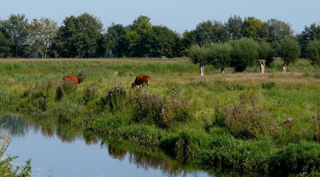 1 Inventarisatie Havelt Vanuit de gemeente is in 2010 de vraag gekomen of het IVN het waterbergingsgebied ter hoogte van Havelt wilde inventariseren zodat de gevolgen van het beheer met vee in kaart