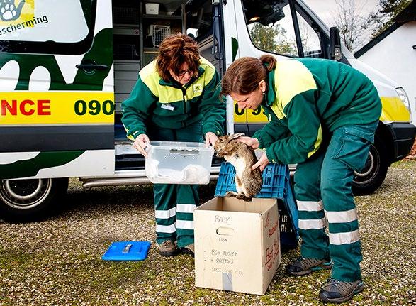 4 5 VISIE, MISSIE, STRATEGIE Visie Het doel van de Dierenbescherming is een diervriendelijke maatschappij waarin mens en dier in harmonie met elkaar leven.