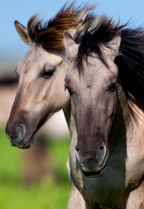 8 9 EEN NIEUW TIJDPERK Eén Dierenbescherming Op 1 januari 2015 was de fusie tot één vereniging, tot één Dierenbescherming een feit.