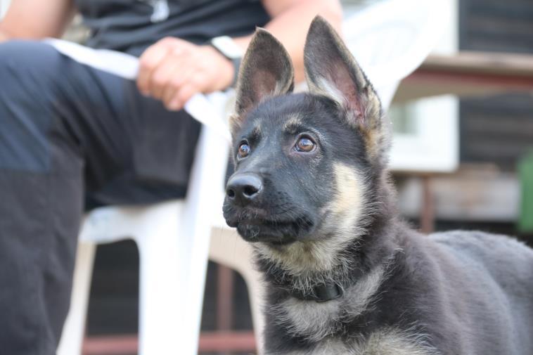 Op zoek naar een pup? Onderstaande kennels hebben momenteel pups. Voor meer informatie over de combinaties, neem contact op met de kennels of kijk op de puppypagina van de VVDH.