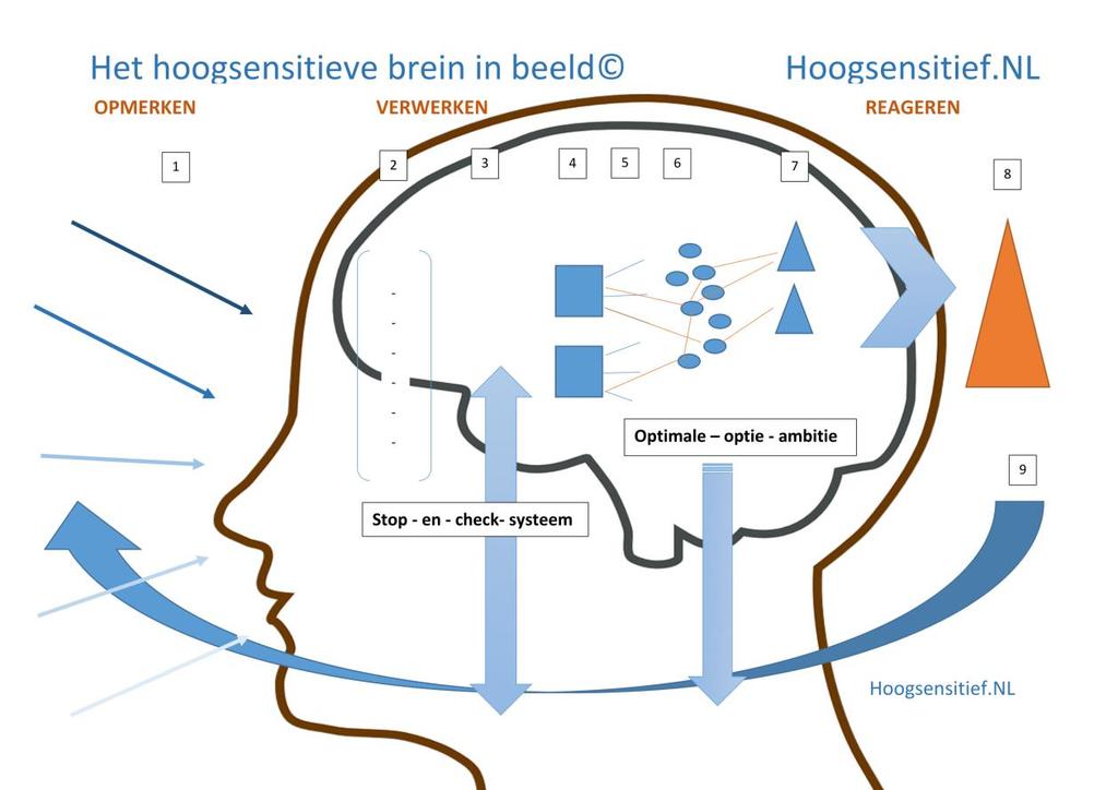 Bron:Bergsma (2018): https://hoogsensitief.nl/hoogsensitieve-brein-in-beeld/ Hersenen 1. Gebeurtenis 2. Grote geheel: waar hangt de gebeurtenis mee samen?