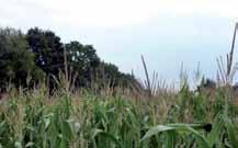 Soepeler beleid maïswortelkever? Op 25 augustus is in Duitsland vlak over de grens bij Venlo een maïswortelkever aangetroffen.