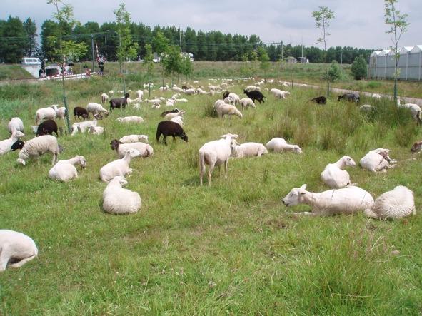 Balij In de Balij zijn een aantal graslanden die Staatsbosbeheer graag met schapen wil gaan beheren.