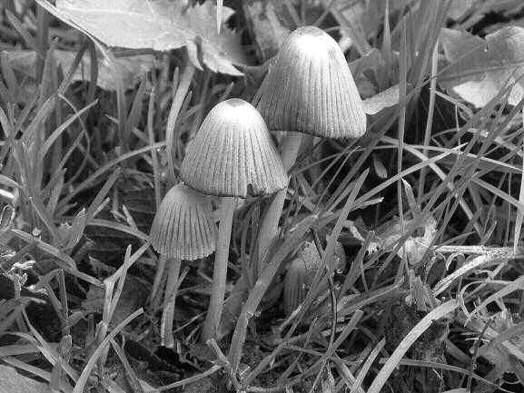 Foto 1. Coprinus silvaticus - Ruwsporige inktzwam (W. Veraghtert) Foto 2. Coprinellus heterothrix - Velumdonsinktzwam (W. Veraghtert) 11.