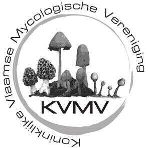 6/1 Maart 2013 Driemaandelijkse Nieuwsbrief van de Koninklijke Vlaamse Mycologische Vereniging België - Belgique P.B. 2600 Berchem 1/2 8/4784 V.U. D. Minnebo Kleine Molenstraat 19 BE-9290 Overmere Verzending: C.