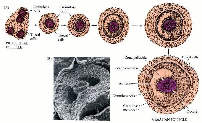 Insuline, Groei hormoon en Insulin-like growth factor I (IGF-1) concentraties en hun rol in reproductie Alvorens te worden geboren, bevatten de eierstokken van de vrouwelijke biggen reeds een pool