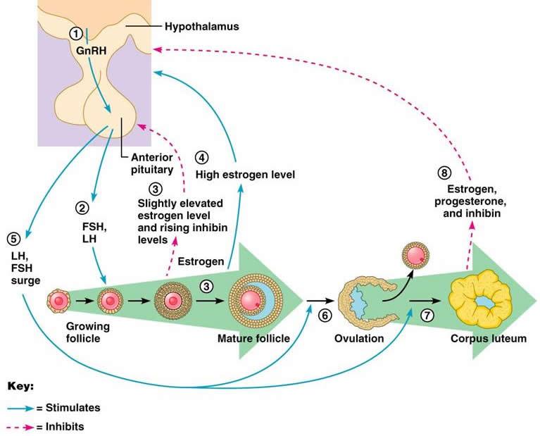 Fig. 4: cyclus van de reproductie Eveneens volgens de GH hypotheses, hebben nutritioneel geïnduceerde veranderingen in de lever IGF-1 uitscheiding een direct effect op de eierstokken door endocriene