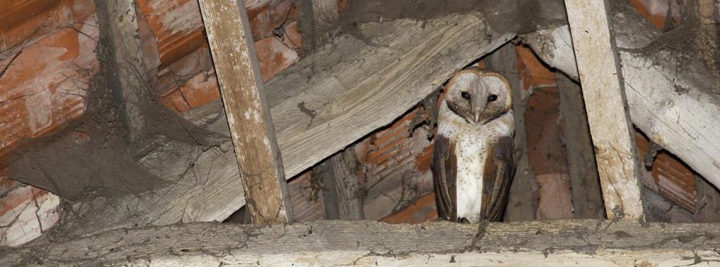 Ondanks dat er minder broedparen waren had de kerkuil een goed broedseizoen Roofvogels en uilen SOORT 2013 2014 2015 2016 2017 2018 Wespendief 1 2 2 0 0 0 Torenvalk 71 124 131 140 97 118 Kerkuil 104