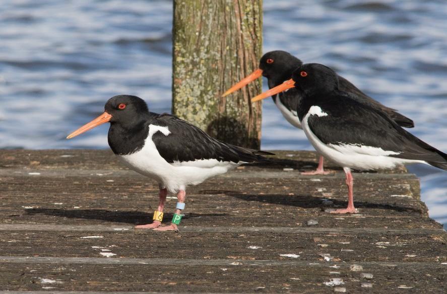 Bejaarde steenuil aangetroffen in nestkast Afkomst ontrafeld van geringde scholeksters op slaapplaats het Hulsbeek 12.Steenuil Arnhem 3667745.