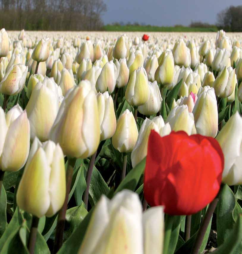 Goeree- Hollands èn Overflakkee Zeeuws Goeree-Overflakkee heeft door de nabijheid van belangrijke