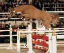 Huisdierengenetica: Paarden Onderwerp Periode Fonds Fokwaardeschattingen