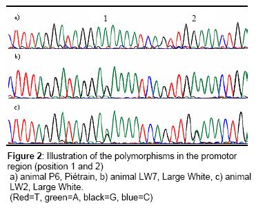 (associatiestudies, sequentie-analyse) Whole genome scan mbv SNP-chips (paarden-kippen-varkens)