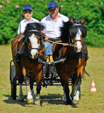 2 Inhoud Alles over paarden...5 Van hoofd tot hoef... 6 Van eohippus tot wild paard... 8 Moederlijke merries...10 Hengsten houden en rijden...12 Evenwichtige ruinen.