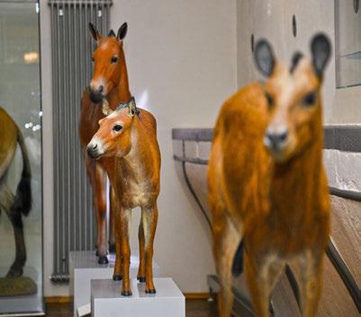 8 In de loop van miljoenen jaren is het paard veranderd van een haasachtig bosdier in het dier dat we vandaag kennen.