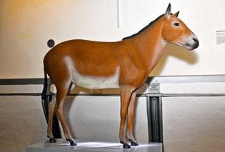 Van eohippus tot wild paard Onze huispaarden hebben een geschiedenis van miljoenen jaren!