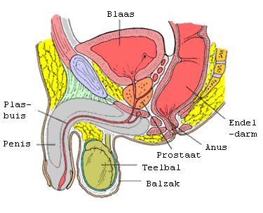 1. Wat is de prostaat? De prostaat is een klier die behoort tot de mannelijke geslachtsorganen. Dit orgaan ligt net onder de blaas en ligt rond de plasbuis.