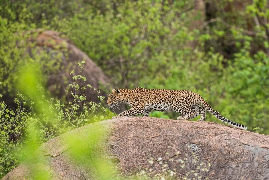 Dag 6 's Ochtends vertrekken we weer op safari met voertuigen en gidsen van de lodge voor een exploratie van het gebied waar we verblijven.