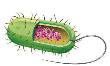 Bacteriecellen Operationeel, actief Bestand tegen UV- en zonnestraling, hitte, koude Sterven bij te hoge belasting door koper, zink of zwavel Geringe houdbaarheid kapsel celwand