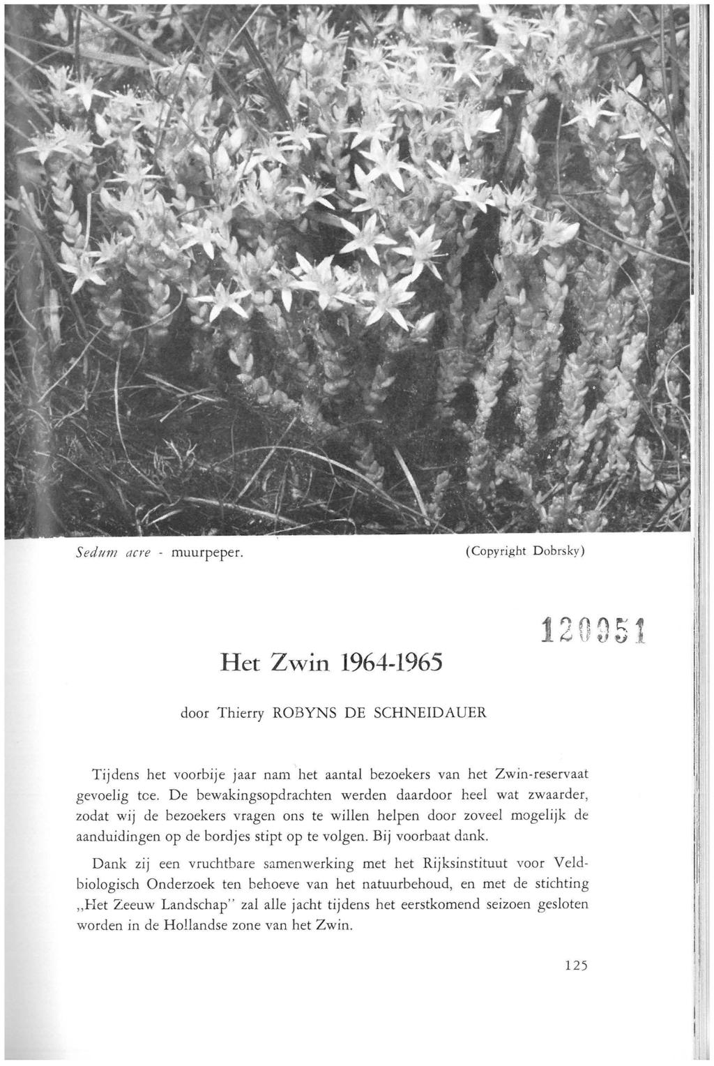 Sedttm acre - muurpeper. (Copyright Dobrsky) Het Zwin 1964-1965 120D 51 door Thierry ROBYNS DE SCHNEIDAUER Tijdens het voorbije jaar nam het aantal bezoekers van het Zwin-reservaat gevoelig tee.