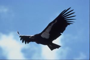 Dat is een hele grote vogel die hoog in de lucht vliegt. Doet u aan sport? Ja, ik loop heel vaak.