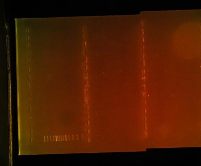 controle. Enkel de positieve controle van OXA-1 is positief. Figuur 13: Agarose gelelektroforese waarbij de geamplificeerde SHV gen fragmenten, na PCR, gescheiden werden.