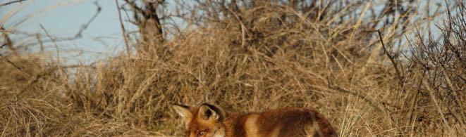 4.3 Schadebestrijding vos - korhoenders De ontheffing schrijft voor dat de machtiging schadebestrijding vos ten behoeve van korhoenders alleen binnen het Nationaal Park De Hoge Veluwe mag worden