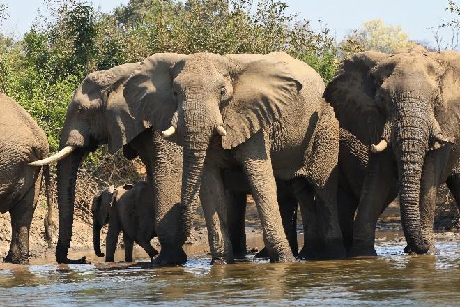 oevers van de Luangwa-rivier, kijkt uit over het nationale park en u kunt vaak nijlpaarden en olifanten zien vanuit het zwembad!