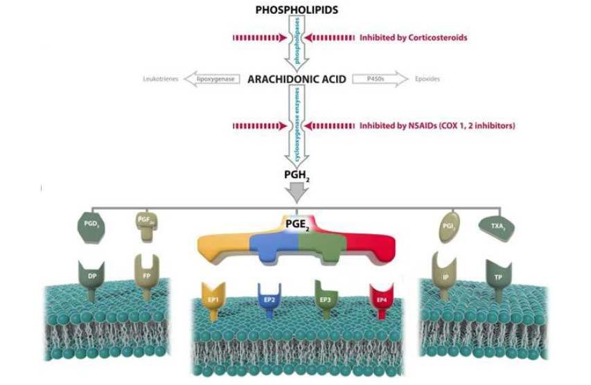 Pijnreductie NSAID Opiaten Pijnmodulerende middelen NSAIDS Cox