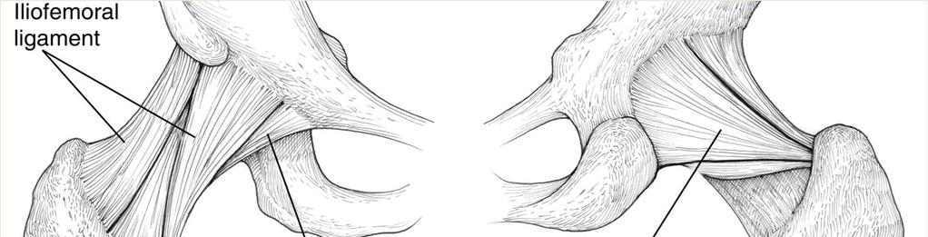 Capsula and ligaments www.jaoos.