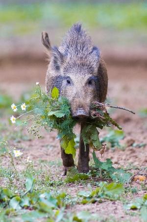 Biotoopwildpark Anholter Schweiz is een wildpark met 6 km wandelpaden en ongeveer 50 diersoorten in een natuurlijke omgeving. Zie het als een kleine versie van het Beierse Woud.