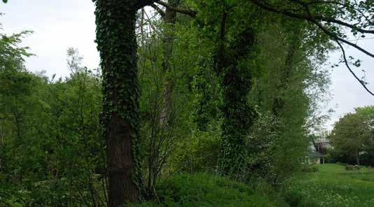 Het open gebied, met weide als grondgebruik, kan gezien worden als een zich op natuurlijke wijze ontwikkelend schraalgrasland.