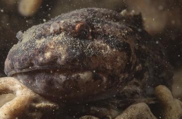 Eikapsel van de kleinoogrog Raja microocellata (foto: Wilbert Kerkhof). Ook Arie Twigt stuurde een aantal meldingen.