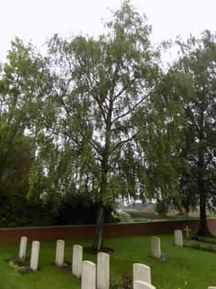 BOMEN Korte beschrijving Drie